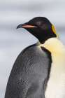 Antarctica-Weddell Sea-Snow Hill colony. Emperor penguin head close-up. Art Print